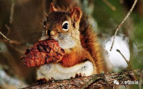 皮皮鼠吃瓜,皮皮鼠的夏日瓜果盛宴