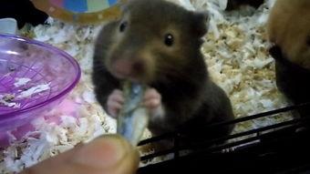 皮皮鼠吃瓜,皮皮鼠的夏日瓜果盛宴