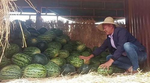 李小姐吃瓜,一场吃瓜盛宴背后的故事