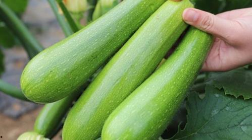 吃老瓜治什么,天然良药，养生保健的绿色选择