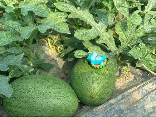 吃瓜就要吃全瓜吗图片,揭秘“吃瓜就要吃全瓜”背后的真相与趣味