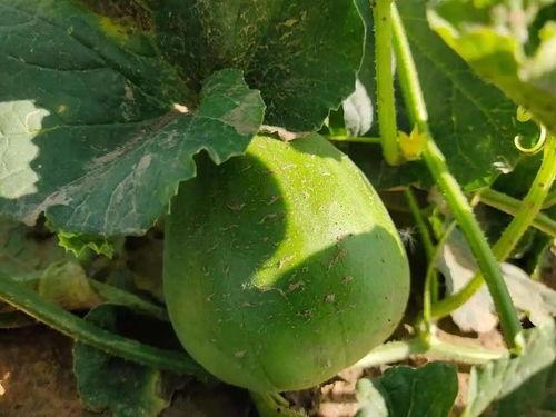 打卡吃瓜视频,揭秘网红视频背后的秘密