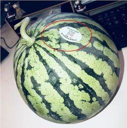 网红订婚吃瓜,吃瓜群众围观揭秘！