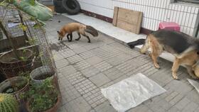 吃瓜吃的真上头,揭秘网络热议背后的真相与趣味