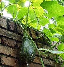 广医二院吃瓜,揭秘背后真相与反思