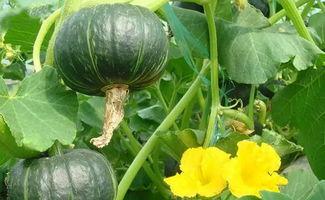 金坛吃瓜事件,揭秘网络谣言背后的真相