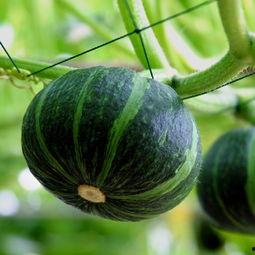 金坛吃瓜事件,揭秘网络谣言背后的真相