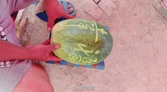 河南老乡吃瓜,瓜香四溢，欢乐无限