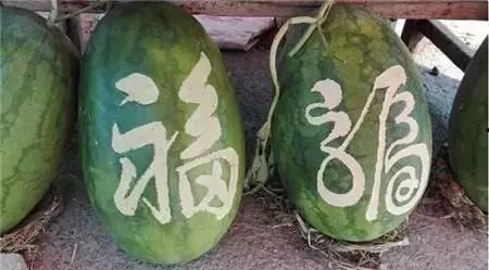 河南老乡吃瓜,瓜香四溢，欢乐无限