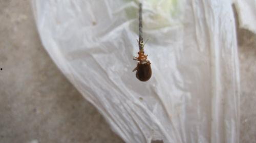 吃瓜大姐虫子,吃瓜大姐与虫子的奇妙邂逅