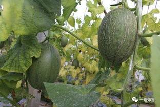 西州瓜怎么吃,解锁夏日清凉美味新境界