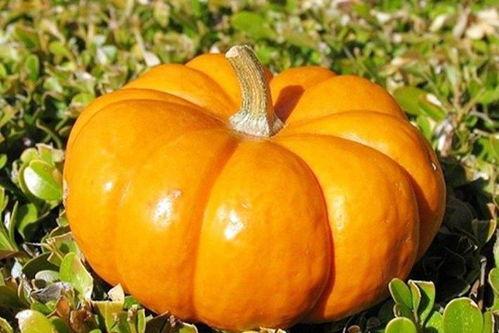 秋季吃大瓜,秋季美食新体验