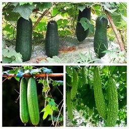 秋季吃大瓜,秋季美食新体验