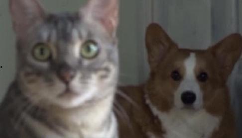 猫养成人的视频大全,奇趣猫变人视频大盘点