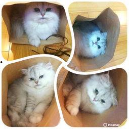 猫养成人的视频大全,奇趣猫变人视频大盘点