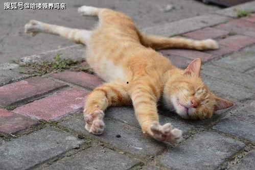 猫养成人的视频大全,奇趣猫变人视频大盘点