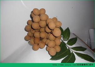 肺炎可以吃白瓜,白瓜助力康复之旅