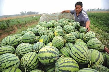 搞笑卖吃瓜,瓜田里的欢乐盛宴！