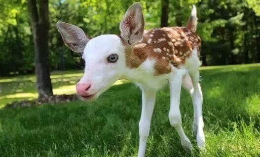 鹿变成人的视频,穿越时空的神秘变身