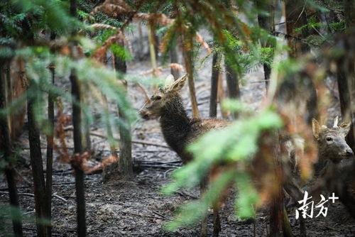 鹿变成人的视频,穿越时空的神秘变身