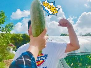 吃瓜看待,吃瓜群众视角下的娱乐圈风云录