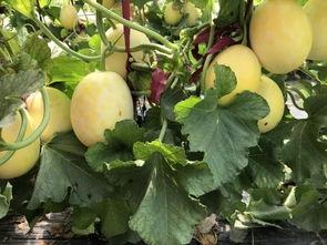 界首吃瓜什么梗,揭秘网络热梗背后的故事与影响