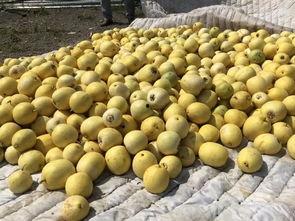 界首吃瓜什么梗,揭秘网络热梗背后的故事与影响