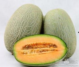 豹龟吃哈密瓜,哈密瓜的奇妙滋味之旅