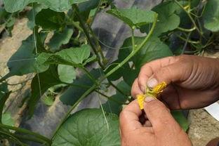 田间吃瓜的方法