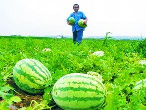 田间吃瓜的方法