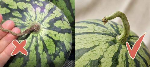 九龙吃瓜,揭秘吃瓜群众的狂欢盛宴