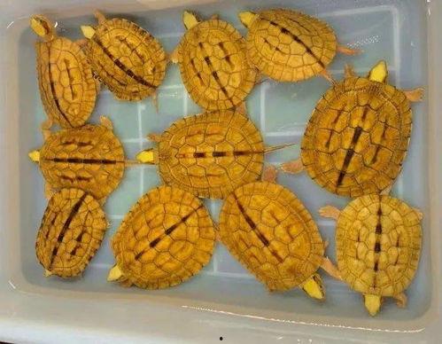 吃瓜盲盒声音,声音背后的神秘世界