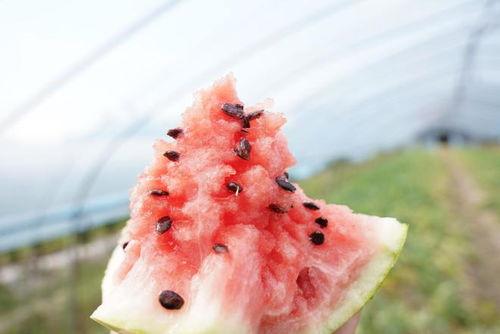 吃瓜盲盒声音,声音背后的神秘世界