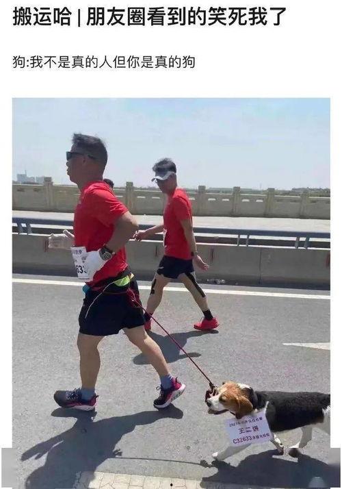 皮套成人穿戴视频,身临其境的奇幻之旅