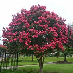 紫薇吃瓜博主,揭秘娱乐圈幕后真相，带你领略明星们的真实生活