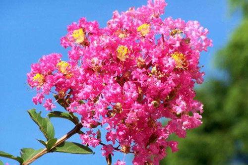 紫薇吃瓜博主,揭秘娱乐圈幕后真相，带你领略明星们的真实生活