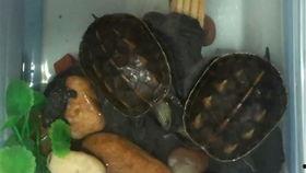 小乌龟吃瓜图片,小乌龟的夏日瓜果盛宴