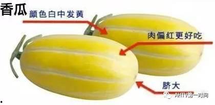 吃瓜用牙,揭秘吃瓜用牙的趣味与技巧