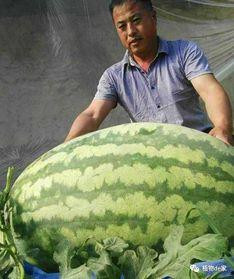 摆烂王吃瓜王,揭秘娱乐圈的另类风云