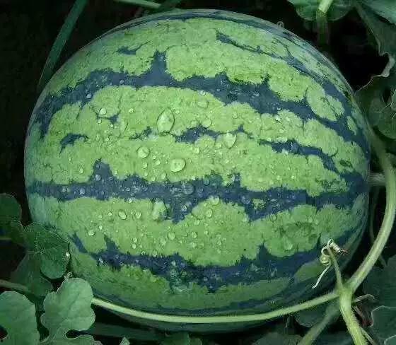 摆烂王吃瓜王,揭秘娱乐圈的另类风云