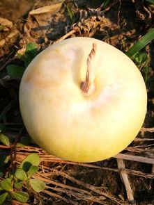 余姚泗门吃瓜,探寻瓜果飘香的田园美食之旅