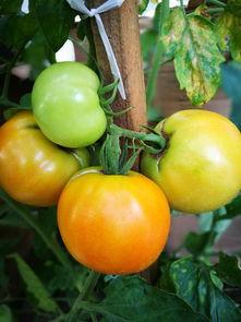 余姚泗门吃瓜,探寻瓜果飘香的田园美食之旅