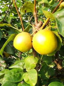 余姚泗门吃瓜,探寻瓜果飘香的田园美食之旅