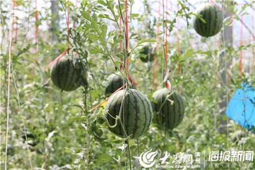 贵州工商吃瓜事件视频,一地鸡毛引发的舆论风波