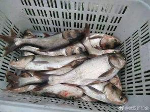 鱼民吃瓜船,揭秘吃瓜船的奇妙之旅